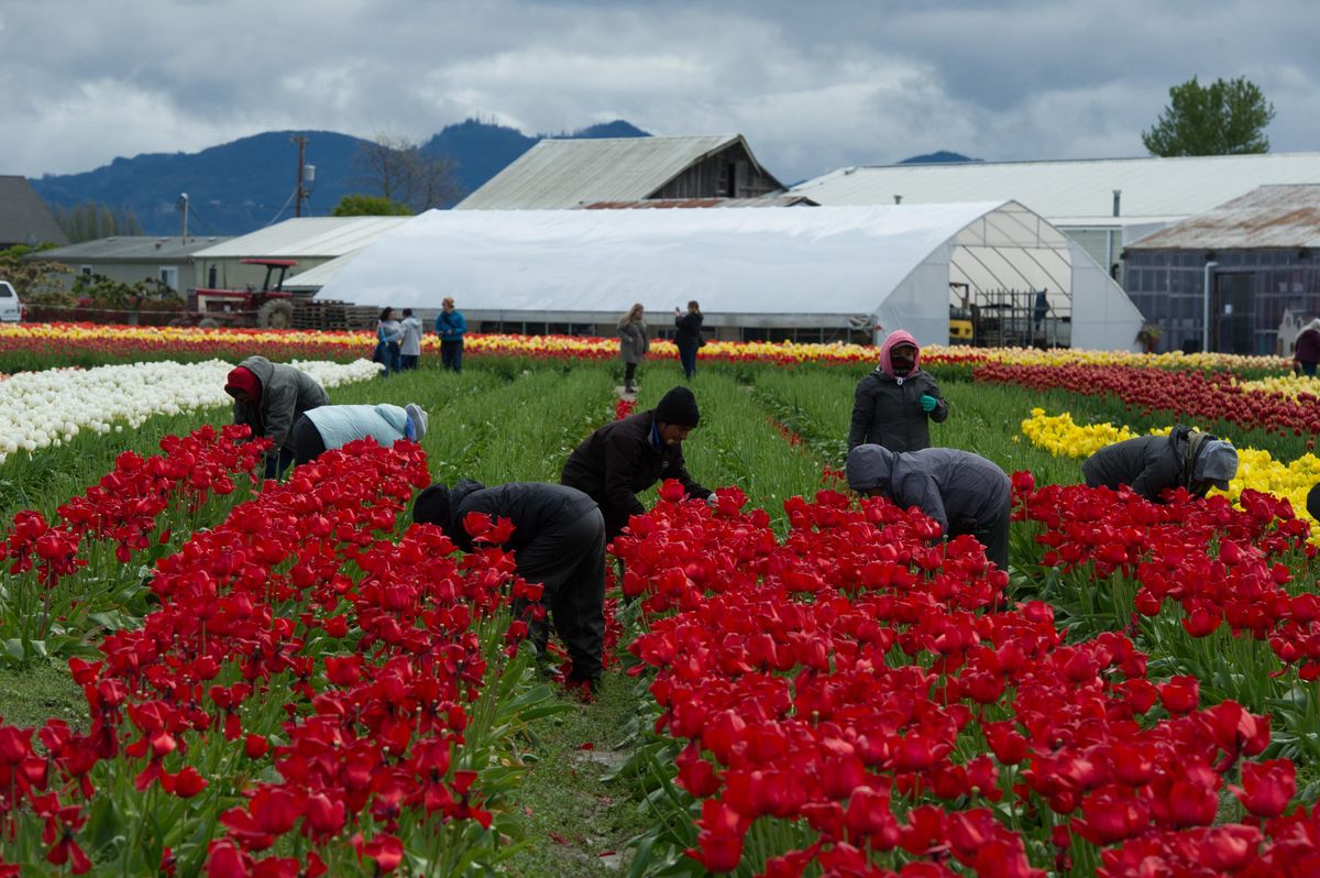 Tulip farming in Skagit Valley, Washington May 13, 2017 The