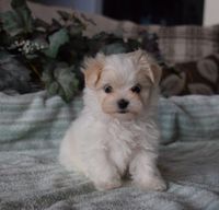 MALTESE/SHIH TZU PUPPY