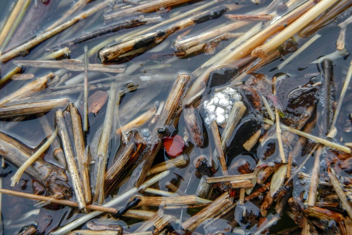 Fragments of styrofoam mixed with wood and other debris in the Spokane River