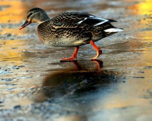 In this SR file photo by Kathy Plonka, a duck makes its way across a thin layer of ice on the pond at Falls Park in Post Falls.