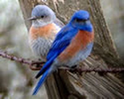 Nesting bluebirds are captured by a WildWatch cam on the Washington Department of Fish and Wildlife Website (Courtesy photo)