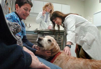 
Veterinarian Janean Fidel, right, fourth-year veterinary medicine student Christina Cheswick, center, and oncology technician Betsy Wheeler check up on Roman in an exam room at the Washington State University's veterinary clinic  Jan. 25. Roman has been fighting a cancerous tumor. 
 (Photos by Joe Barrentine / The Spokesman-Review)