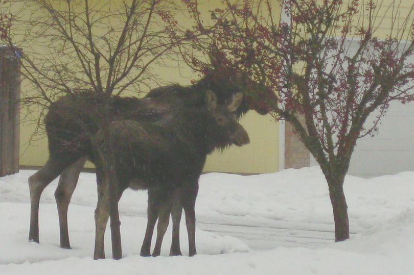 A calf and an adult moose wander through a Coeur d'Alene neighborhood this morning, stopping to get a bite of leftover hawthorn berries. (Scott Maben)