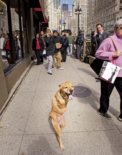 ORG XMIT: NYLSNYLS535 This photo released by Anthony M. Tortoriello shows Faith a two-legged dog  walkING down Michigan Ave to the wonderment of the human pedestrians. (Anthony Ii / Anthony M. Tortoriello)