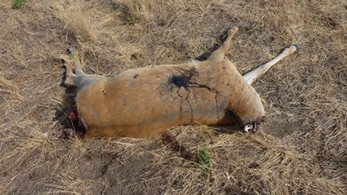 One of three bucks killed in a spree poaching incident during the night of Aug. 10, 2015, at the intersection of Schwartz and Littell Roads, North of Reardan (Lincoln County). (Washington Department of Fish and Wildlife)