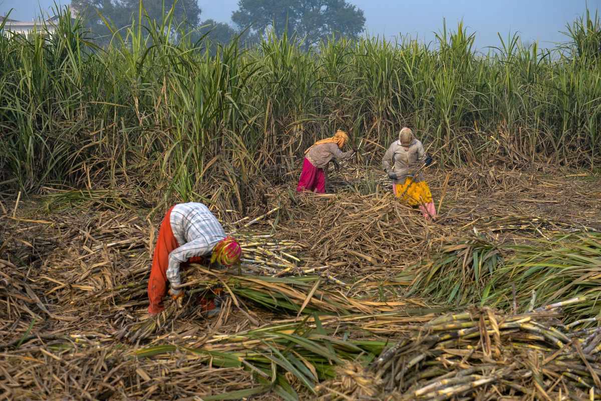 Workers harvest sugar cane last year in Modinagar, India.  (Prakash Singh/Bloomberg)