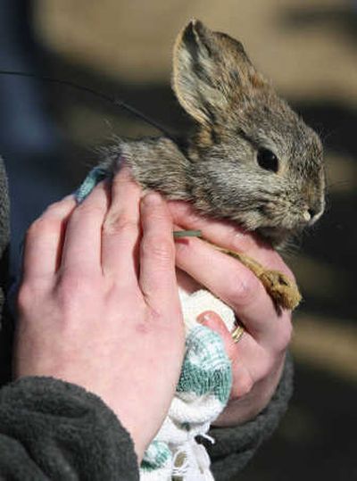 
Struggling to survive in eight states, the pygmy rabbit may receive federal protection. Associated Press
 (File Associated Press / The Spokesman-Review)
