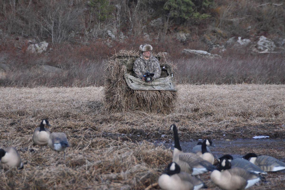 Videographer Mickey Hough of Spokane surveys the spread of decoys from his photo blind during the filming of an episode of the Working Man's Retriever TV series, featuring Dan Hosford, professional dog trainer from Medical Lake, Wash. (Rich Landers)