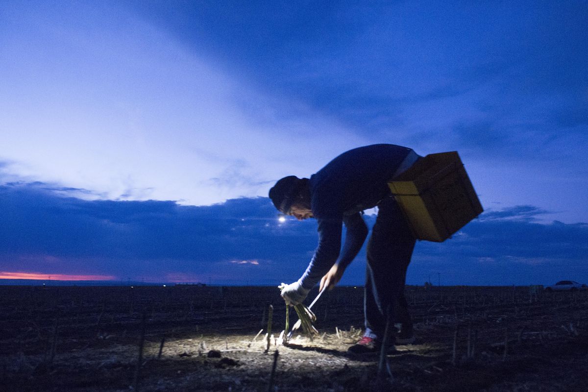 As the sun begins to peek above the horizon, asparagus cutter Juan Chavez works by headlamp in the field of farmer Gary Larsen in the Columbia Valley north of Pasco on Friday, May 5, 2017.  Coming off a hot day Thursday, Chavez is happy that there are a lot of spears to cut. "I