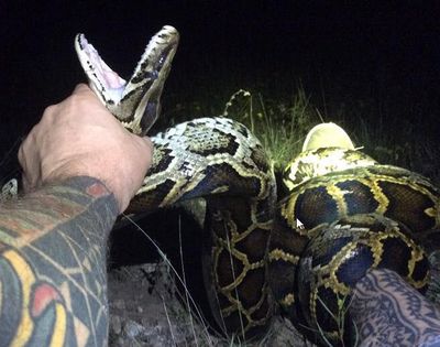 An image posted by the South Florida Water Management District depicts the 1,000th Burmese python caught as part of SFWMD’s Python Elimination Program. (South Florida Water Management District)