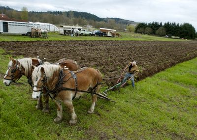 Larry Livingston, of Olympia, works his horses, Duke, left, and Dick, through the fields at Mother Earth Farm on Saturday. Livingston’s team was one of six that converged on the Orting-area farm to help plow five acres and prepare them for the season.  (Associated Press / The Spokesman-Review)