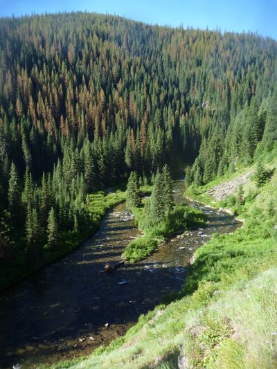 In the lower third of the St. Joe River roadless area, hikers get a good look at the ravages of bark beetles infesting the aging lodgepole pine stands that emerged from the 1910 fires.  The lodgepoles are near the end of their natural life cycle, and the beetles are feasting on the occasion. (Rich Landers)