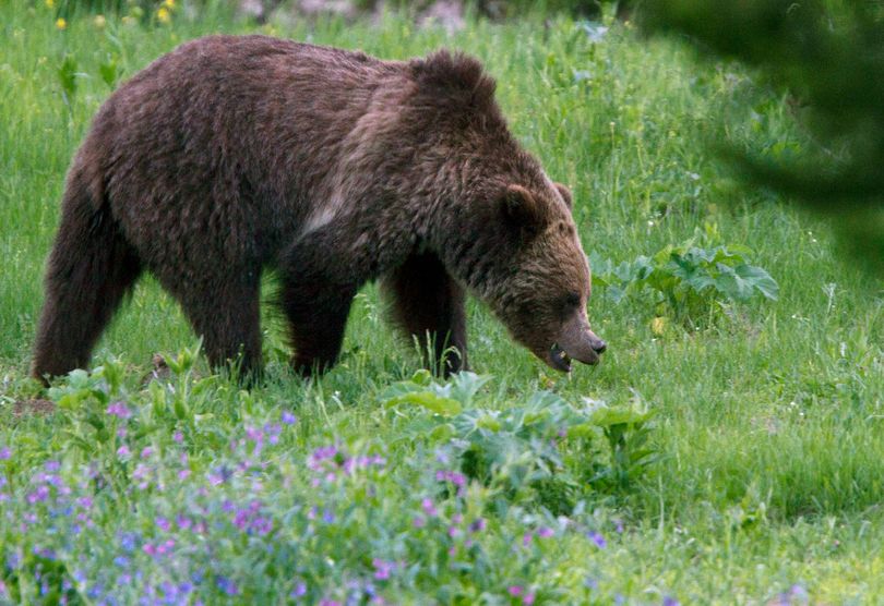 A grizzly bear roams near Beaver Lake in Yellowstone National Park. (Jim Urquhart / Associated Press)