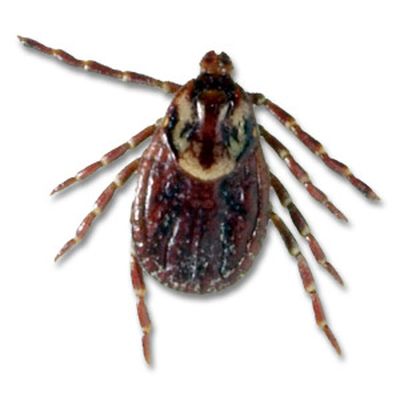 American dog tick