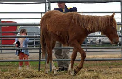 
Caroline Jacobs and her dad, George, check out one of the yearlings up for adoption at the BLM wild horse adoption Sunday. at the Spokane County Fair and Expo Center. The horses are from southeast Oregon public rangelands and were collected last fall. 
 (The Spokesman-Review)