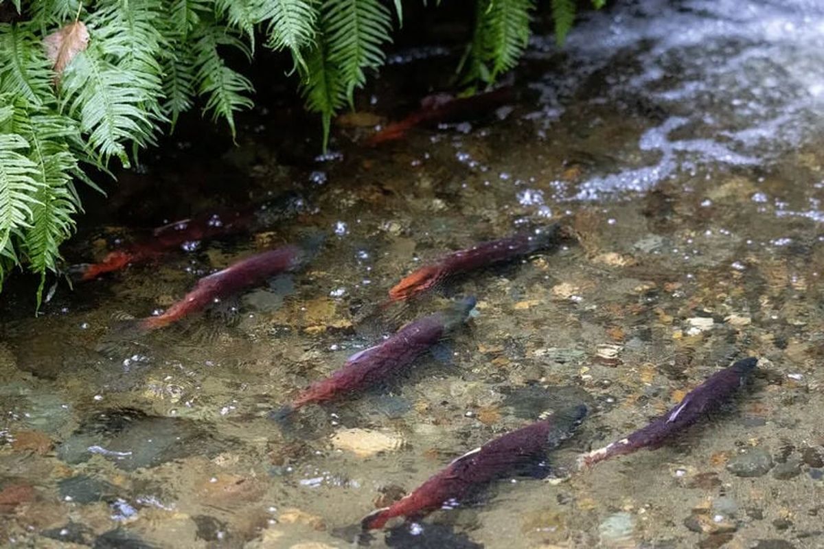 Kokanee salmon swim in Ebright Creek on Tuesday in Sammamish.  (Nick Wagner/Seattle Times)