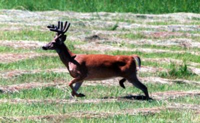 
White-tailed deer thrive in suburban areas across the country.
 (File/ / The Spokesman-Review)