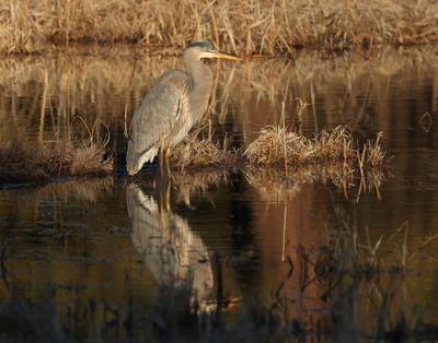 A great blue heron hangs out at Turnbull National Wildlife Refuge on Feb. 12 in this photo by Jerry Rolwes.  (Courtesy of Jerry Rolwes)
