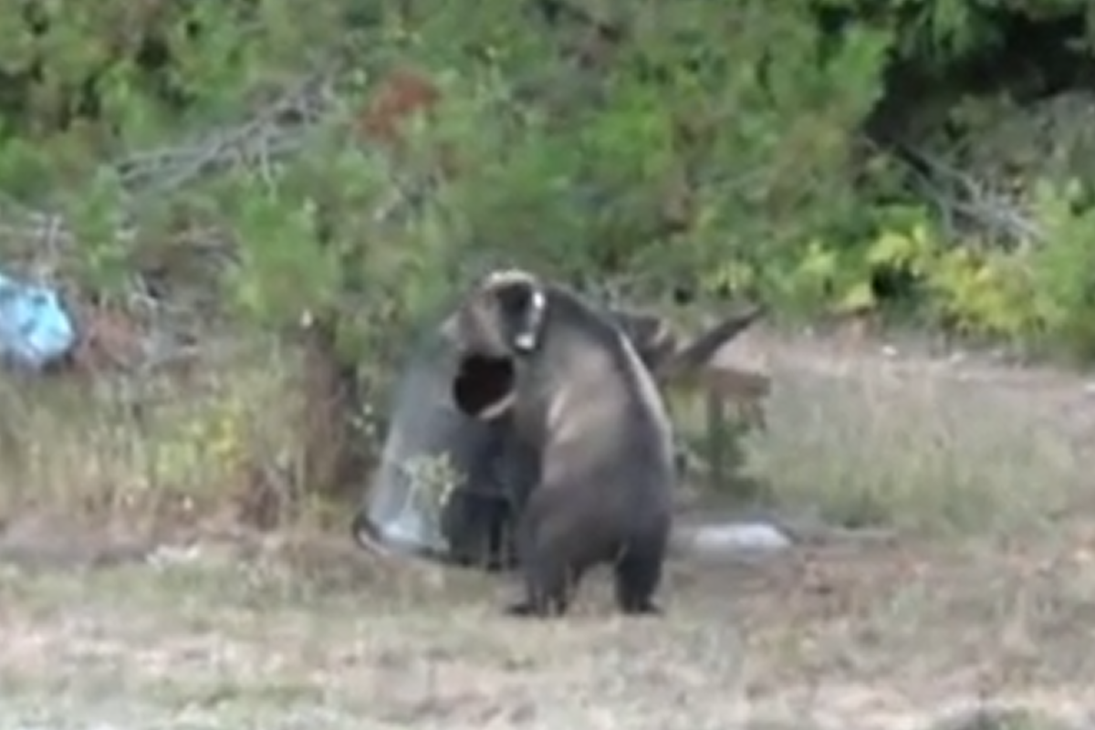 A collared grizzly bear was videotaped in the Kingston, Idaho, yard of Sandy Podsaid around Labor Day, 2015.