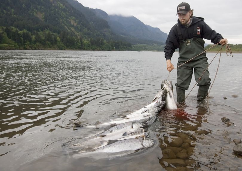 Chance Fiander adds another spring chinook salmon to his stringer on the Columbia River in Cascade Locks, Ore., on Tuesday. The spring chinook run this year is one of the largest in decades.  (Associated Press)