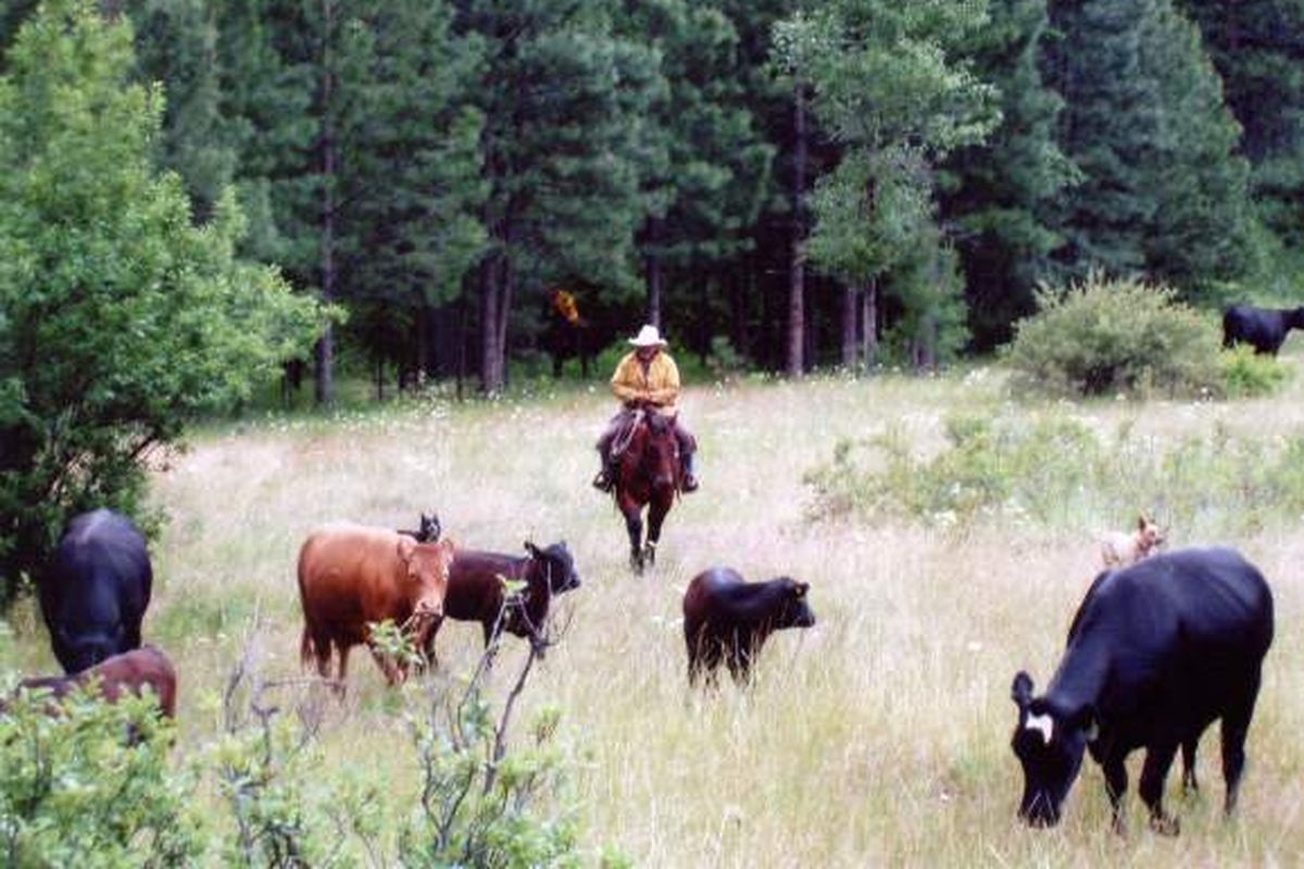 In this 2006 photo, Cowiche rancher Gail Thornton moves some of his cattle through a portion of Tieton Cattle Association property that Thornton’s family has grazed for more than a half-century. The property was recently acquired by the state wildlife department, which will honor Thornton’s grazing lease for another five years. (Courtesy)