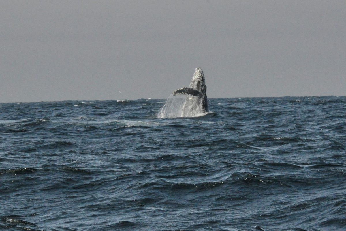 A humpback whale breaches near a boat of salmon anglers fishing out of Sitka, Alaska. (Rich Landers / The Spokesman-Review)