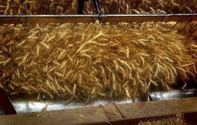 The reel of the header helps to feed grain into a combine just outside of Colfax, Wash., on Thursday morning. The wheat is likely destined for overseas markets. Revitalized global trade talks may end restrictions and allow more Washington wheat to be sold worldwide. 
 (Amanda Smith / The Spokesman-Review)