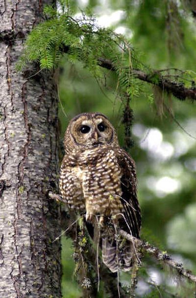 
A northern spotted owl sits in a fir tree  in the Deschutes National Forest in 2003. Associated Press
 (File Associated Press / The Spokesman-Review)