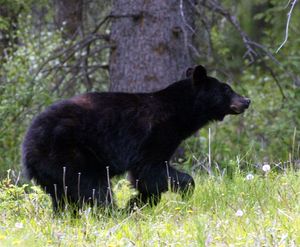 Black bears emerging from dens eat green grass to kick-start digestion. (File Associated Press)
