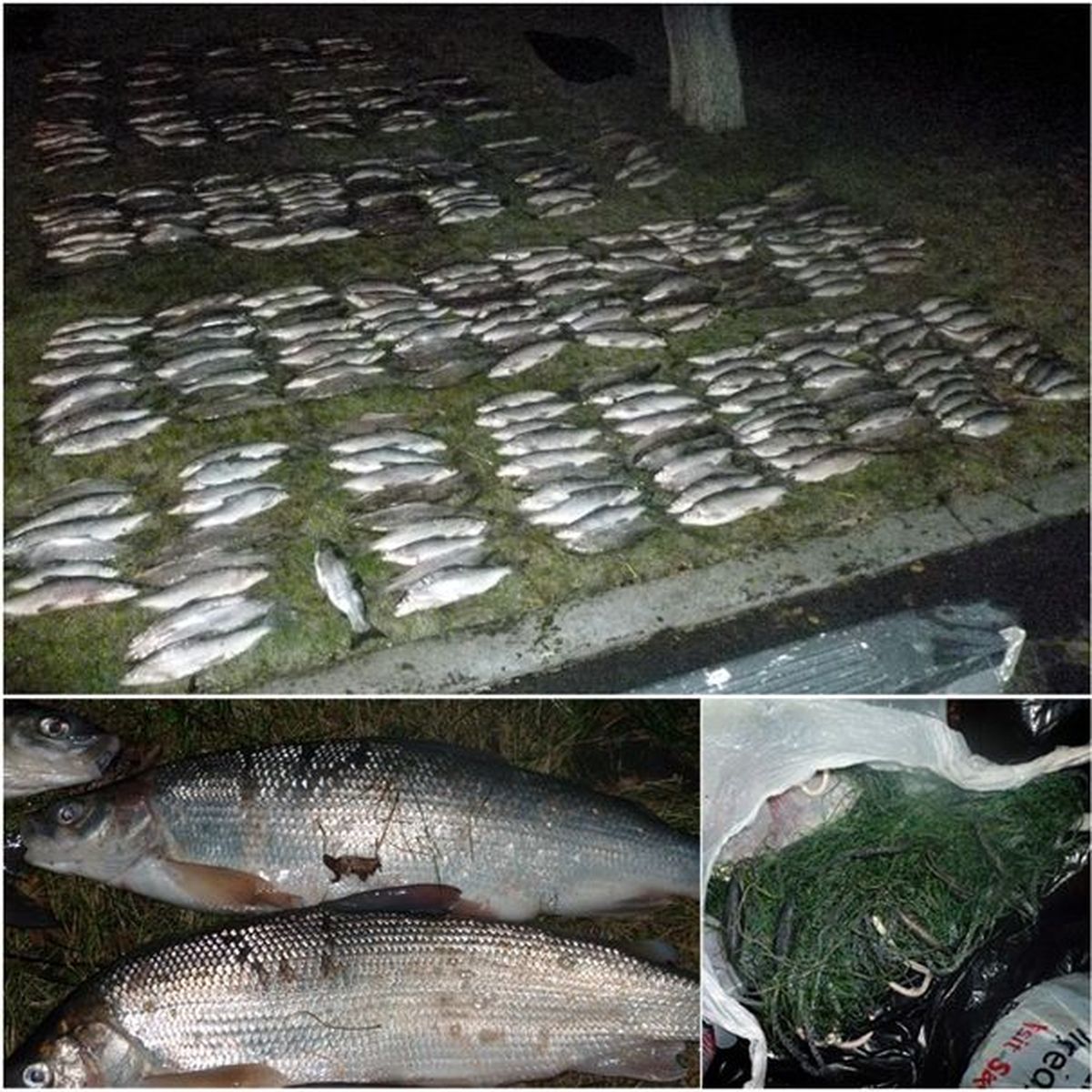 Illegal gillnetters caught with 376 whitefish from Banks Lake