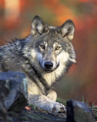 This April 2008 photo shows a gray wolf. (Associated Press)