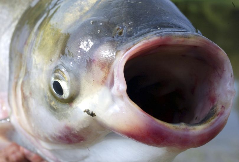 The silver carp, a variety of the Asian carp, eats enough to threaten other species with starvation.  (File Associated Press)