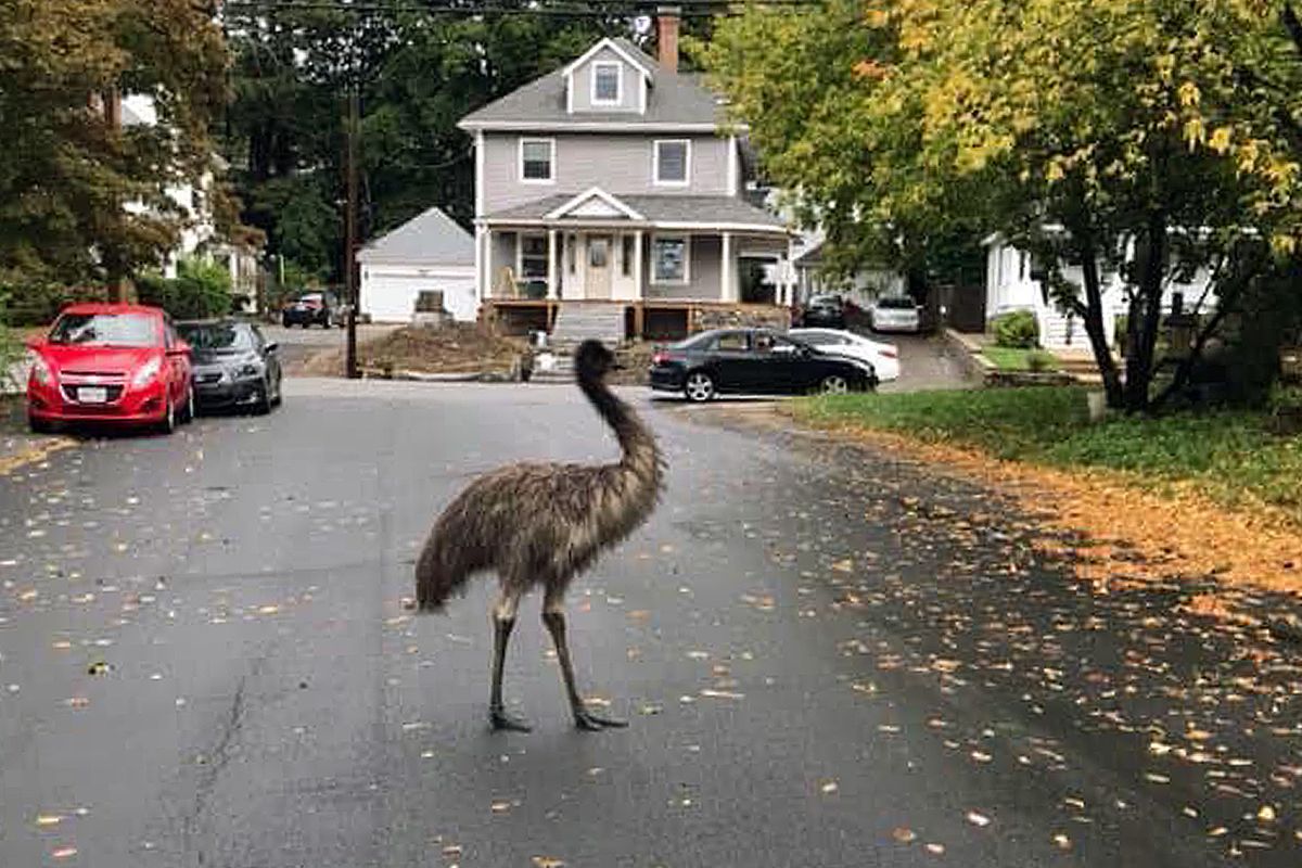 In this photo released by the Haverhill Police Department, an emu walks on a neighborhood street on Wednesday, Sept. 30, 2020, in Haverhill, Mass. An animal control officer with the assistance of patrol officers safely corralled the big bird.  (HONS)
