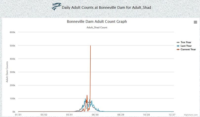 Shad posted a dramatic spike in numbers running over Bonneville Dam on June 19, 2017. (Fish Passage Center)