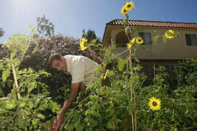 
Historian Nat Zappia takes care of his vegetable parcel at his home in Santa Monica, Calif. Below, Zappia holds the fruit of his labors. Associated Press
 (Associated Press / The Spokesman-Review)