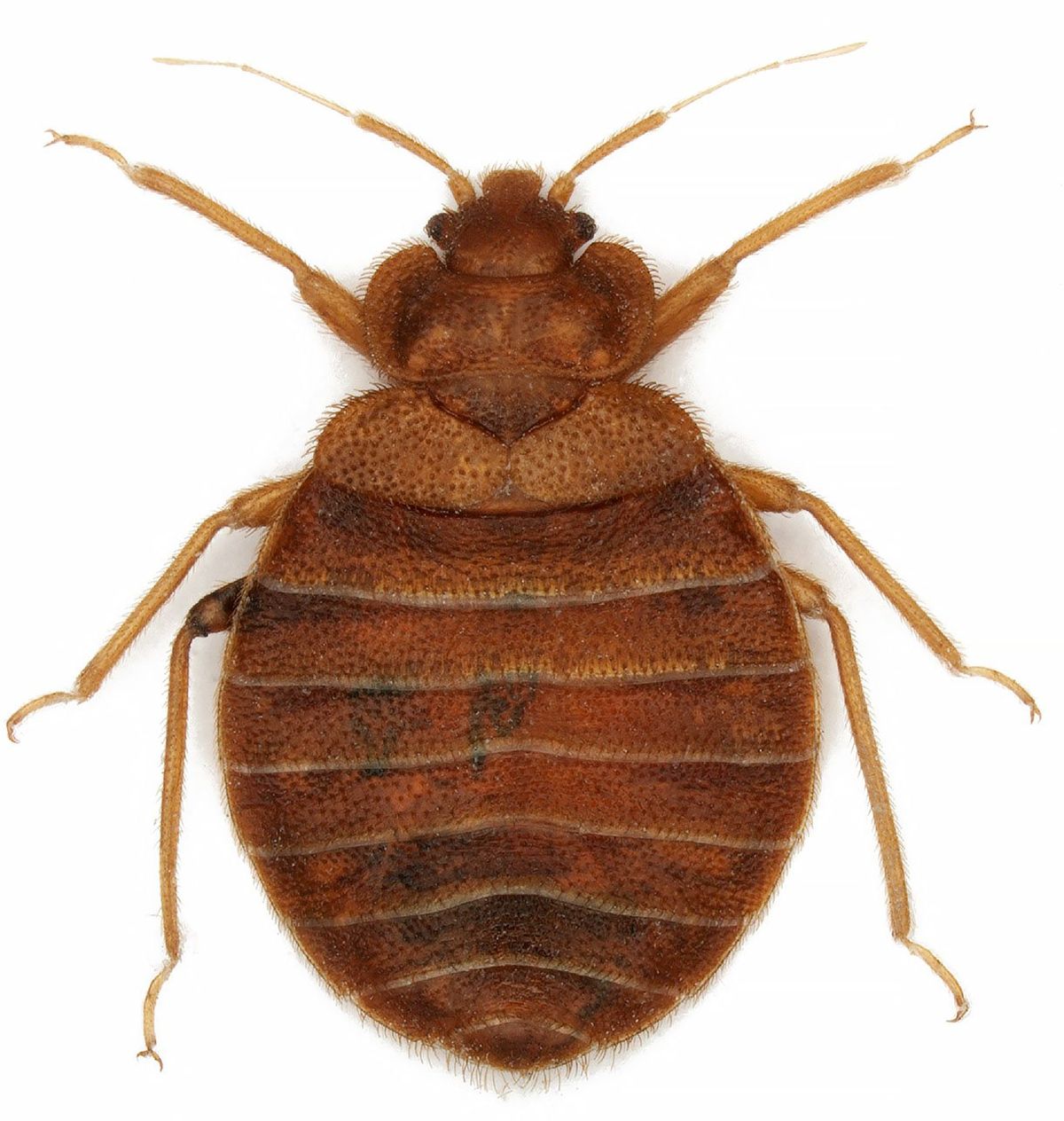 Bedbug (Cimex lectularius)  (Shutterstock)