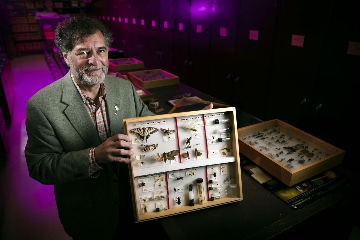 Washington State University is home to a collection of more than 3 million insects, and the entomology program recently received a $1.4 million gift from the estate of a Kennewick couple, James and Marilyn Hyde. Entomology professor Rich Zack holds a display of insects that accompanied the money donation from the Hydes. (Colin Mulvany / The Spokesman-Review)