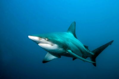 Scientists said DNA testing proved that a pup carried by a female Atlantic blacktip shark contained no genetic material from a male. The  (FILE The Associated Press / The Spokesman-Review)