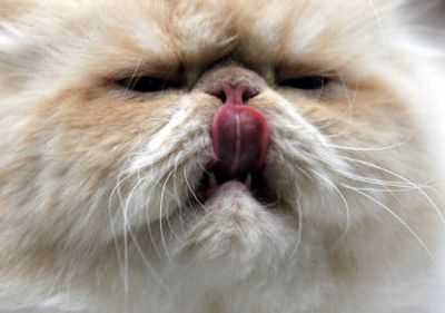 
Responsible pet owners will do what is required to keep their cat cool and safe during the summer. 
 (File/Associated Press / The Spokesman-Review)
