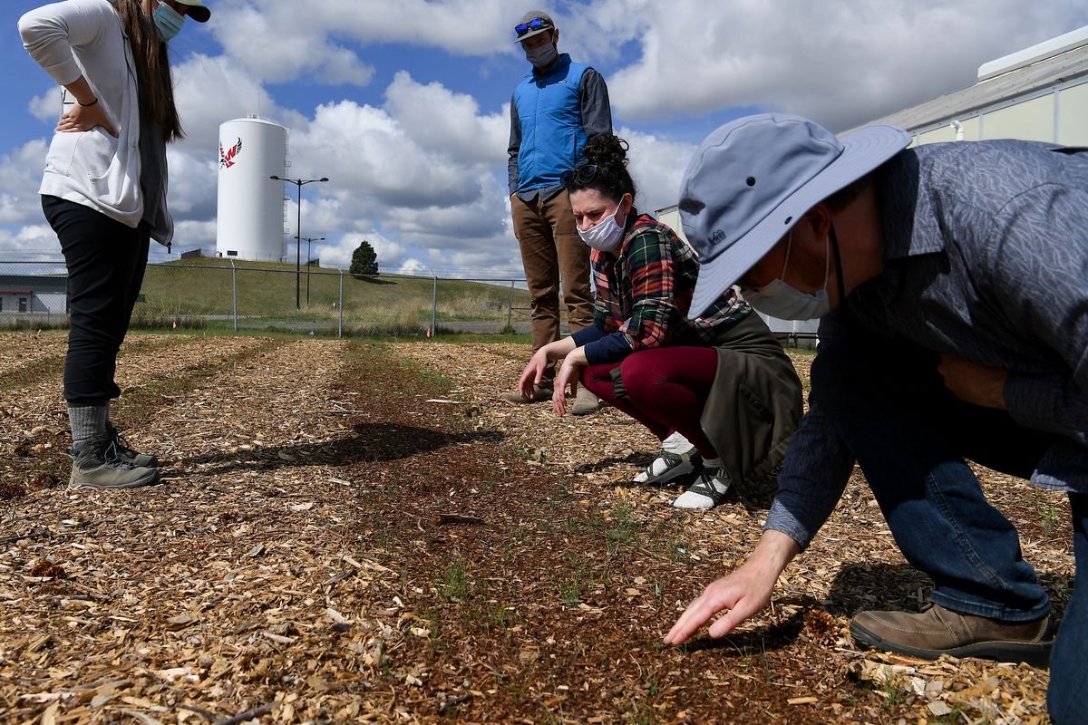 Kristy Snyder, left, an EWU master’s student studying Palouse prairie restoration, Erik Budsberg, a sustainability coordinator and project manager, Sarah Hill, a former EWU student who recently completed her master’s on prairie restoration needs and assessment and arrowleaf balsamroot seeding establishment, and Dr. Justin Bastow, an EWU professor studying soil and soil food webs, check out EWU’s Seed Increase Garden, which is designed to help produce seeds from native Palouse plants on April 23 in Cheney.  (Tyler Tjomsland/The Spokesman-Review)