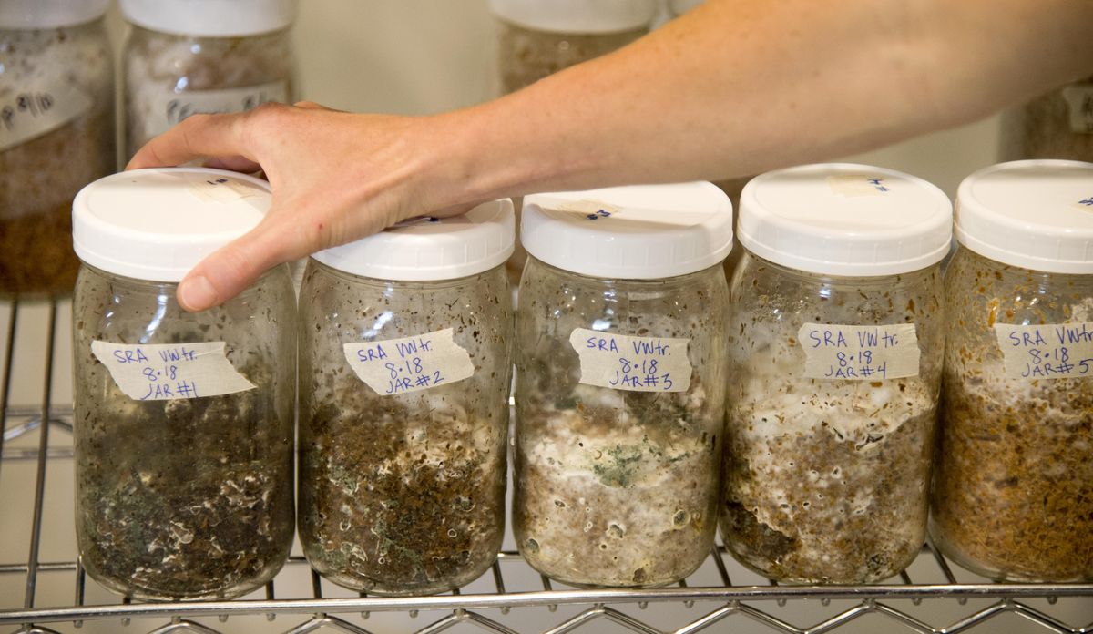 Researcher Heidi Montez lines up jars in which she is growing various strains of fungus with sawdust, grain or other nutrition sources, along with stormwater sediment, at a small lab built in a storage area in north Spokane on Thursday, Sept. 1, 2016. Montez, who works for the Lands Council, is researching to see if fungus can break down pollutants, specifically PCBs, found in stormwater. (Jesse Tinsley / The Spokesman-Review)