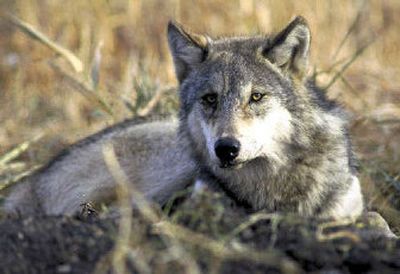 A gray wolf rests in this undated photo. The Idaho Department of Fish and Game has authorized federal trappers to shoot two wolves after a central Idaho rancher complained about 34 lambs and ewes being killed by the predators. 
 (File Associated Press / The Spokesman-Review)