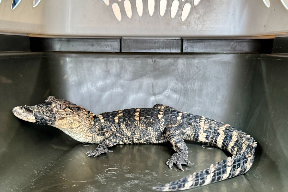 Alex the alligator, seen after he was found 11 days after going missing at a Kansas City, Mo., middle school petting event. 