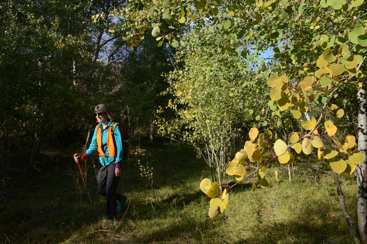 Aspens are beginning to show autumn colors this week as Meredith Heick treks the trails at Fishtrap Lake. With fall hunting seasons underway, she wears an orange vest for visibility.  RICH LANDERS PHOTO (Rich Landers / The Spokesman-Review)