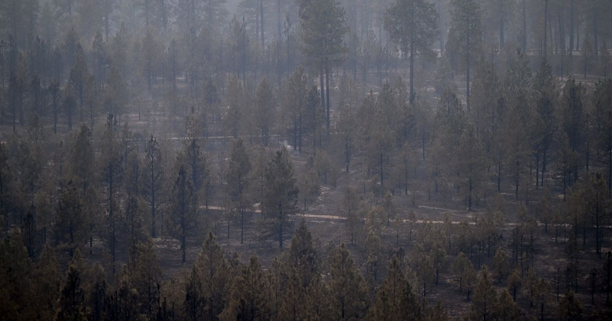 WA State Parks to begin assessing hazard trees at Riverside State Park