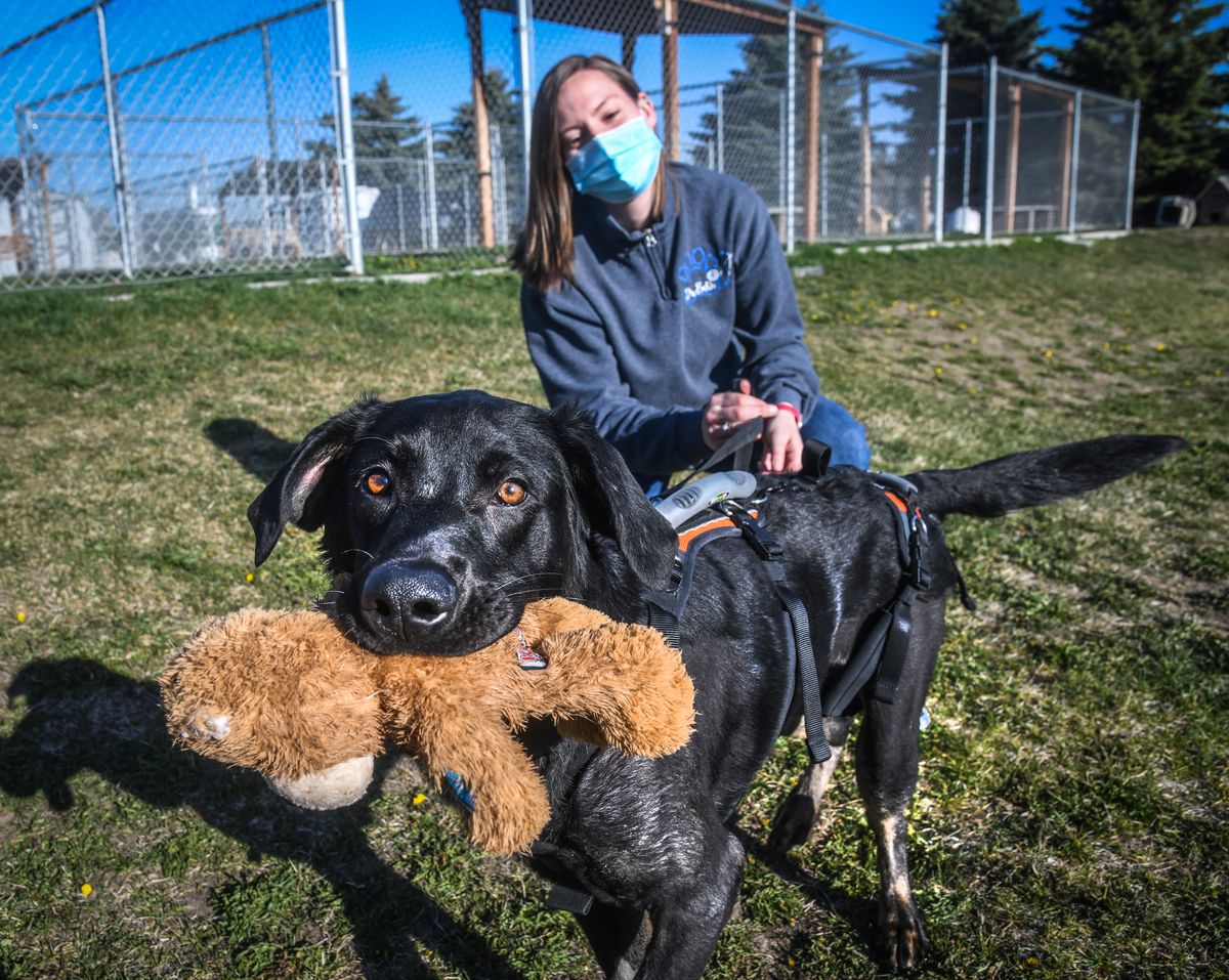 Butch, a 1-year-old Labrador mix, visits with Beth O’Keeffe, D.V.M., in the Spokane County Regional Animal Protective Services’ play yard on Friday in Spokane Valley. Butch had two broken legs but the vet hospital in Pullman fixed him up. He’s recovering at SCRAPS.  (Dan Pelle/THE SPOKESMAN-REVIEW)