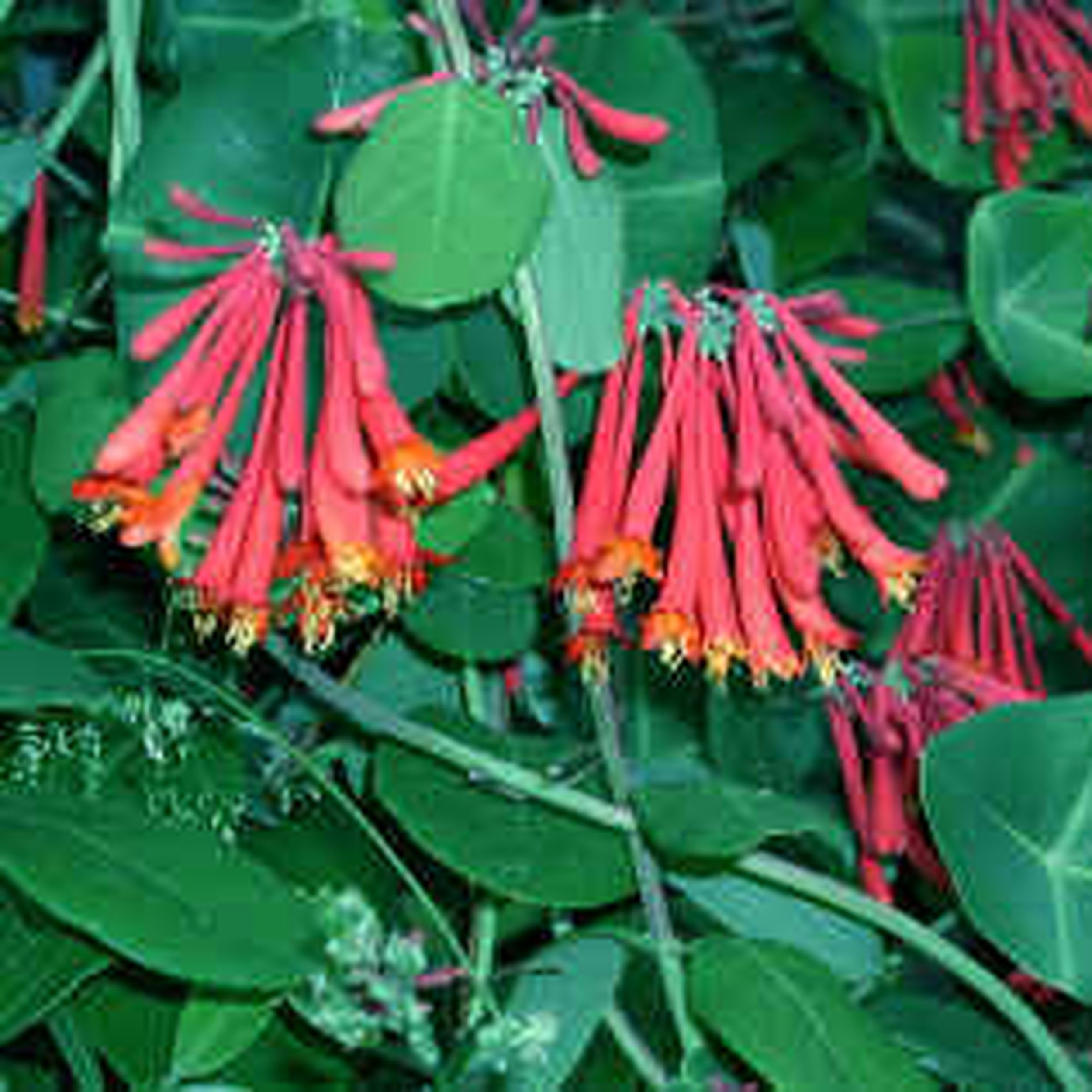 Trumpets outlets of Honey, trumpet honeysuckle, Canvas print