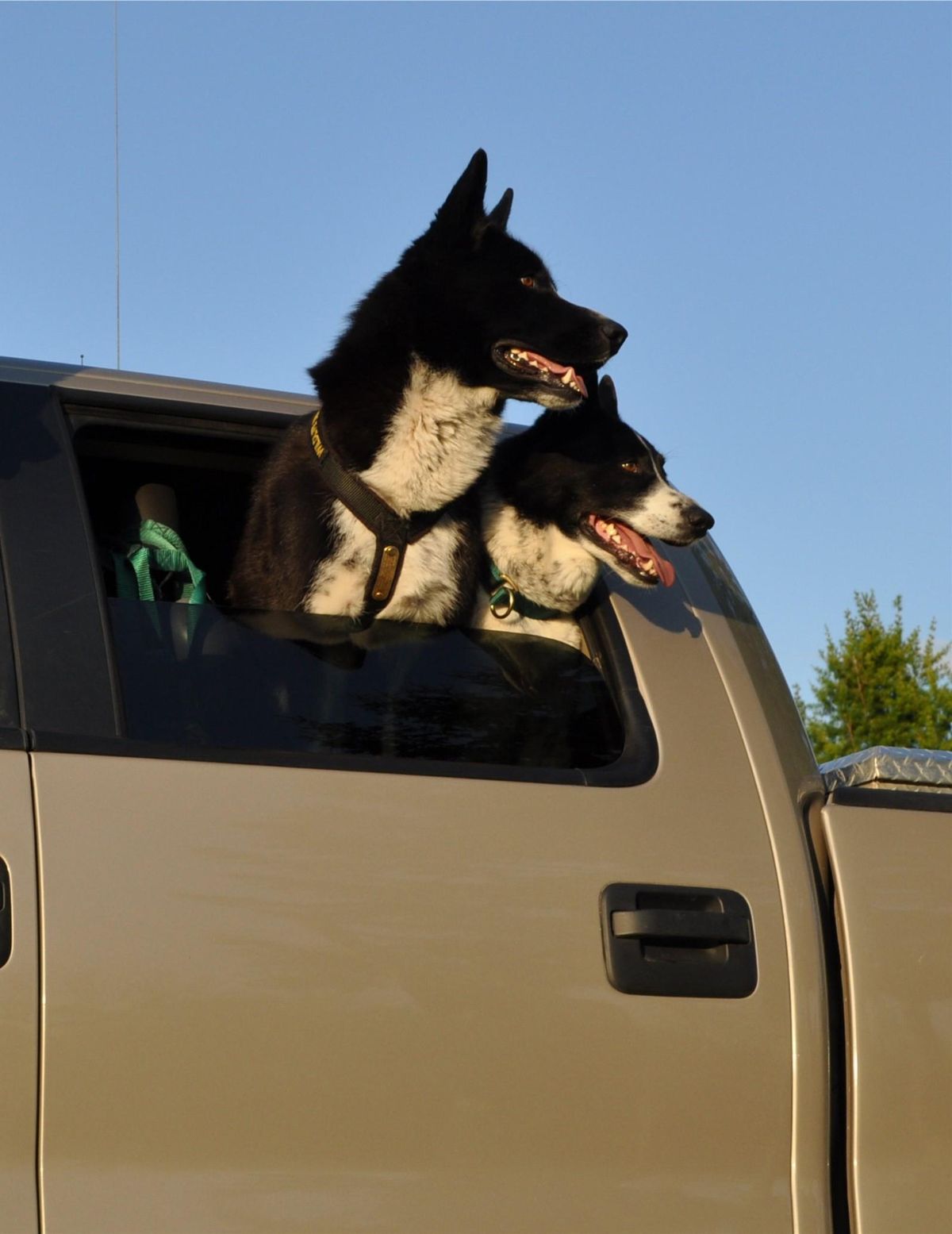 Cash and Mishka, the first two Karelian bear dogs that worked for the Washington Department of Fish and Wildlife, both died in 2018. Mishka died on Dec. 27, 2018 and Cash died on August. (Courtesy / SR)