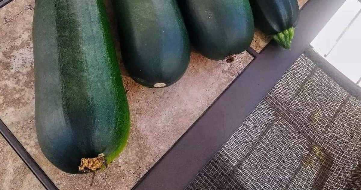 Good gourd it’s zucchini time The SpokesmanReview