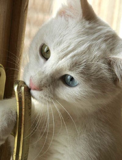 
Giving your cat all the kitty comforts will make them healthy and happy. 
 (File / Associated Press / The Spokesman-Review)